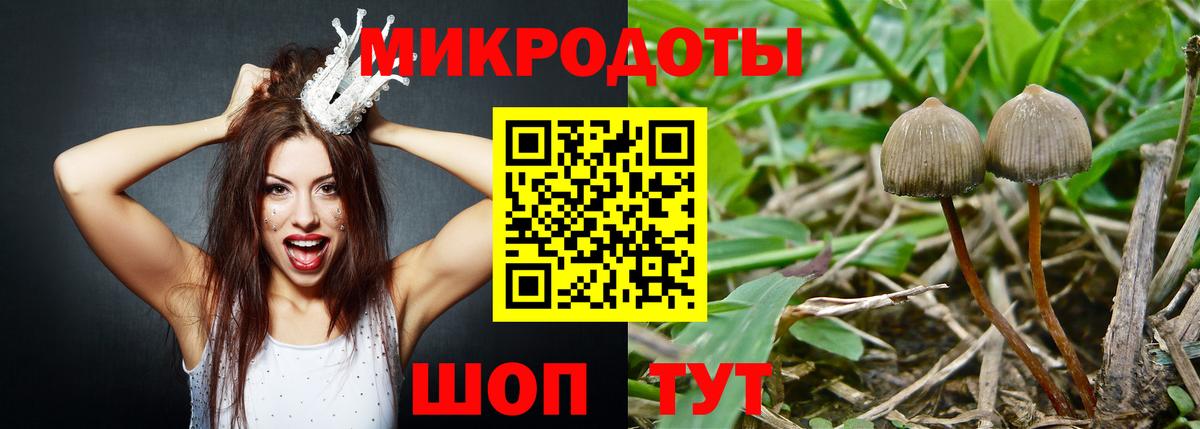 Галлюциногенные грибы Psilocybine cubensis Кизилюрт